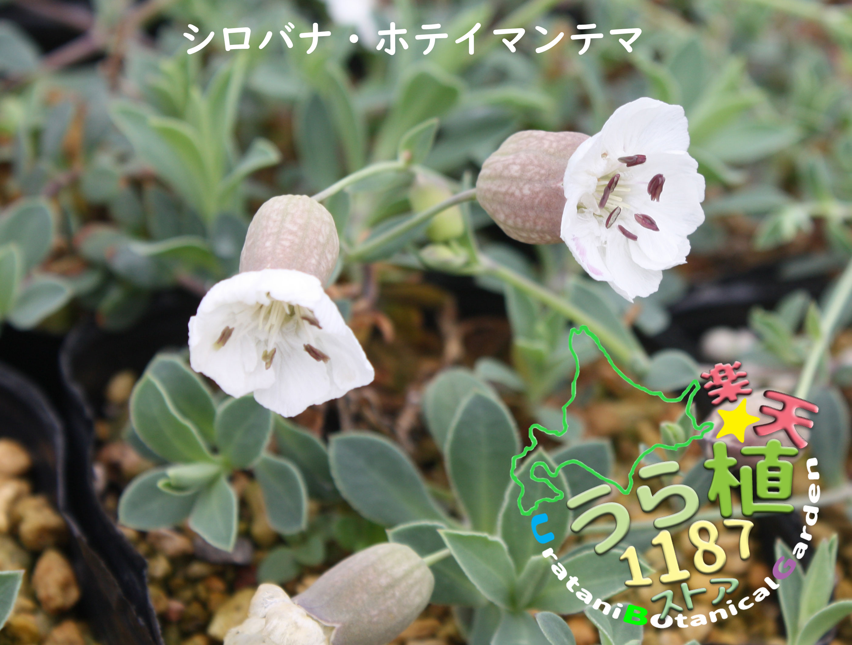 布袋マンテマ白花 ホテイ マンテマ 科名 ナデシコ科 開花時期6月～ 成長丈 草丈10cm～