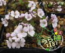 オノエマンテマ 科名 ナデシコ科 開花時期6月~ 成長丈 草丈3cm~
