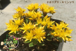 光岳麒麟草 テカリダケ キリンソウ 科名 ベンケイソウ科 開花時期6月～ 成長丈 草丈10cm～