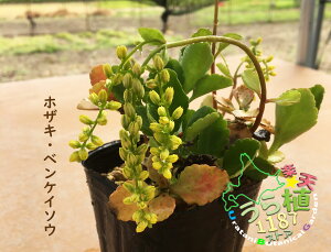 穂咲き弁慶草 ホザキ ベンケイソウ 科名 ベンケイソウ科 開花時期6月～ 成長丈 草丈15cm～