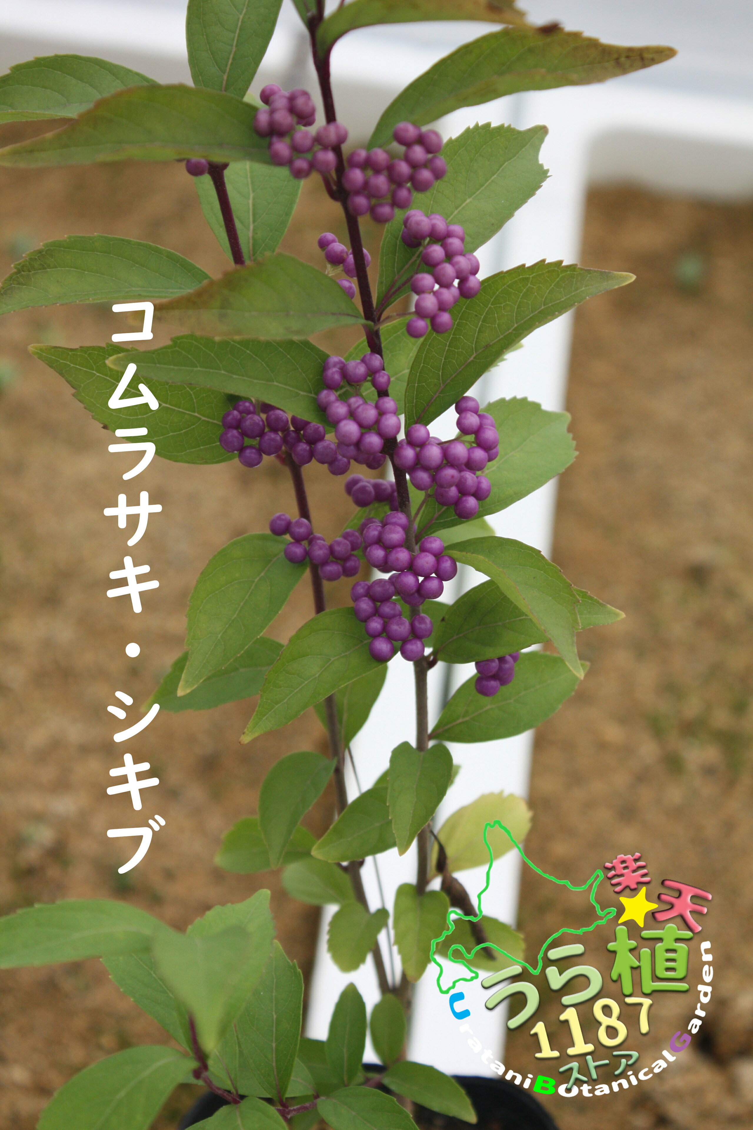 小紫式部 コムラサキ シキブ 科名 クマツズラ科 開花時期7月～ 成長丈 草丈30cm～