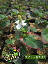 斑入り毒溜み 科名 ドクダミ科 開花時期5月〜 成長丈 草丈7cm〜