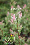 白露錦 ハクロニシキ 科名 ヤナギ科 開花時期5月～ 成長丈 草丈25cm～