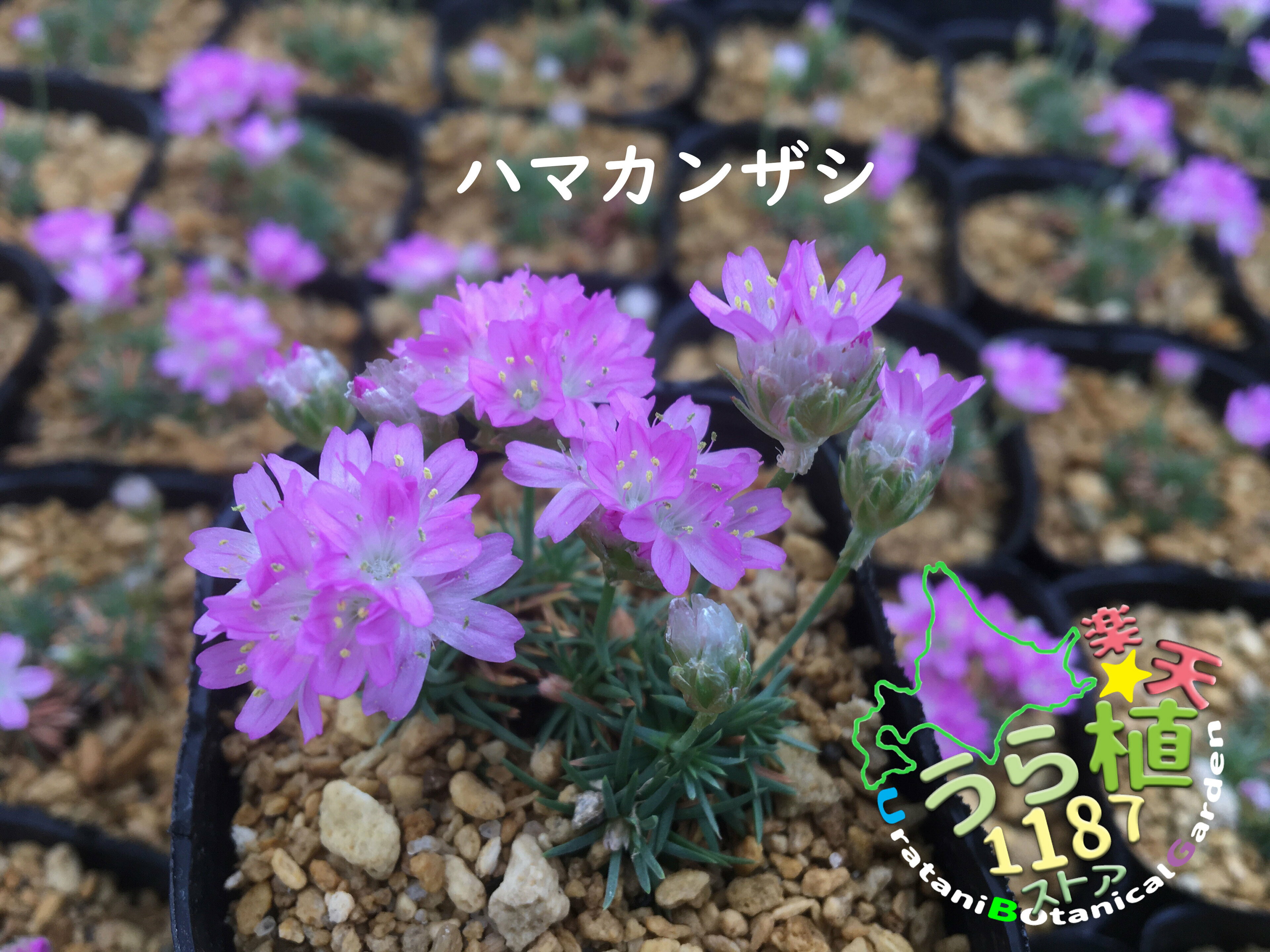 浜簪 ハマカンザシ 科名 イソマツ科 開花時期5月～ 成長丈 草丈5cm～ ●花終了のサムネイル