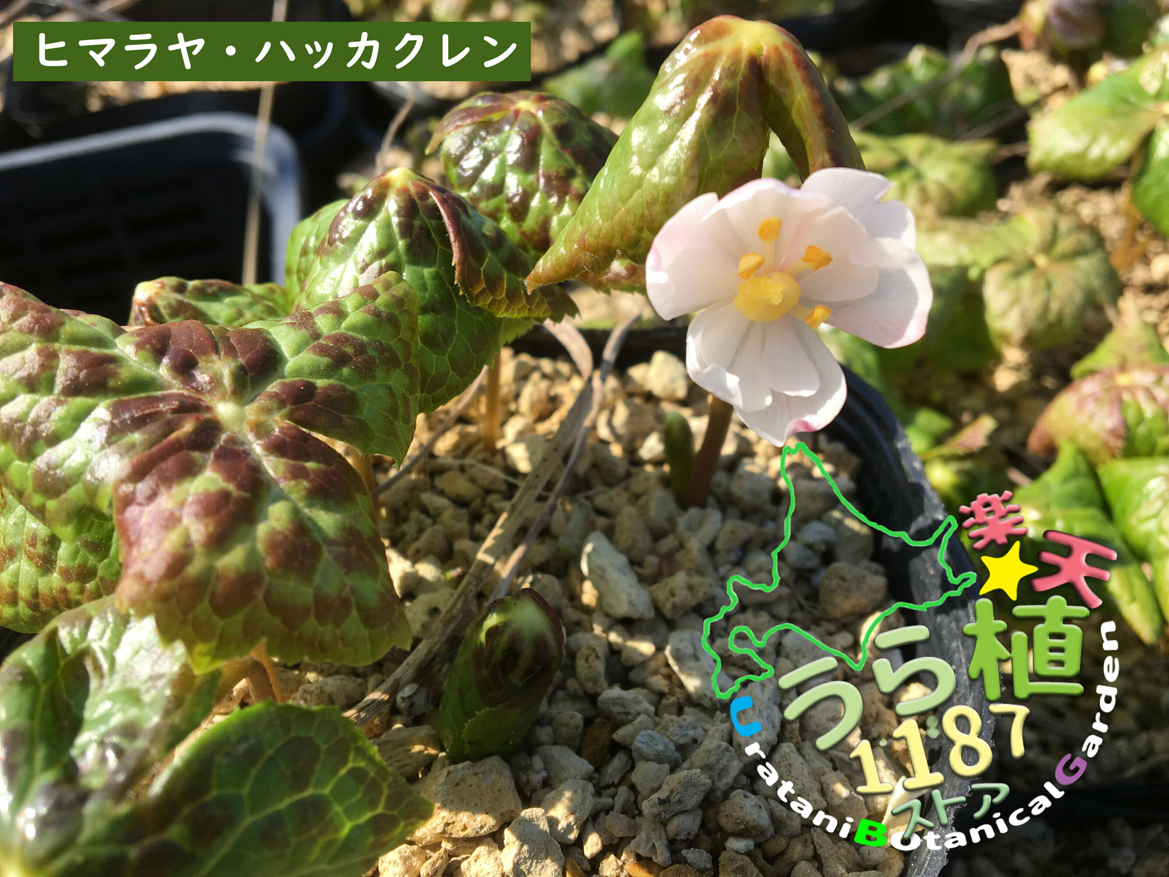 ヒマラヤ八角蓮 科名 メギ科 開花時期8月～ 成長丈 草丈5cm～