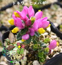 常盤姫萩 トキワ ヒメハギ 科名 ヒメハギ科 開花時期5月〜 成長丈 草丈7cm〜 ●花終了