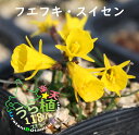 笛吹水仙 フエフキ スイセン 科名 ヒガンバナ科 開花時期5月〜 成長丈 草丈5cm〜
