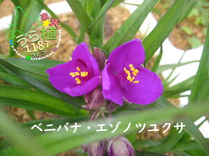 紅花蝦夷の露草 ベニバナ エゾノ ツユクサ 科名 ツユクサ科 開花時期6月~ 成長丈 草丈7cm~