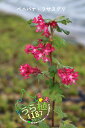 紅花房酸塊 ベニバナ フサスグリ 科名 スグリ科 9.0ポリポット苗 開花時期5月～ 成長丈 草丈25cm～ 1