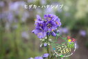 日高花忍 ヒダカ ハナシノブ 科名 ハナシノブ科 開花時期6月〜 成長丈 草丈30cm〜 ●花終了!