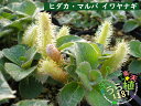 日高丸葉柳 ヒダカ マルバ ヤナギ 科名 ヤナギ科 開花時期6月〜 成長丈 草丈7cm〜