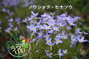 雛草 青花 ヒナソウ アオバナ 科名 アカネ科 開花時期5月~ 成長丈 草丈10cm~