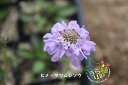 花苗 山野草 高山植物 宿根草 球根 低木 ガーデニング プレゼント 父の日 母の日花苗 山野草 高山植物 宿根草 球根 低木 ガーデニング プレゼント 父の日 母の日