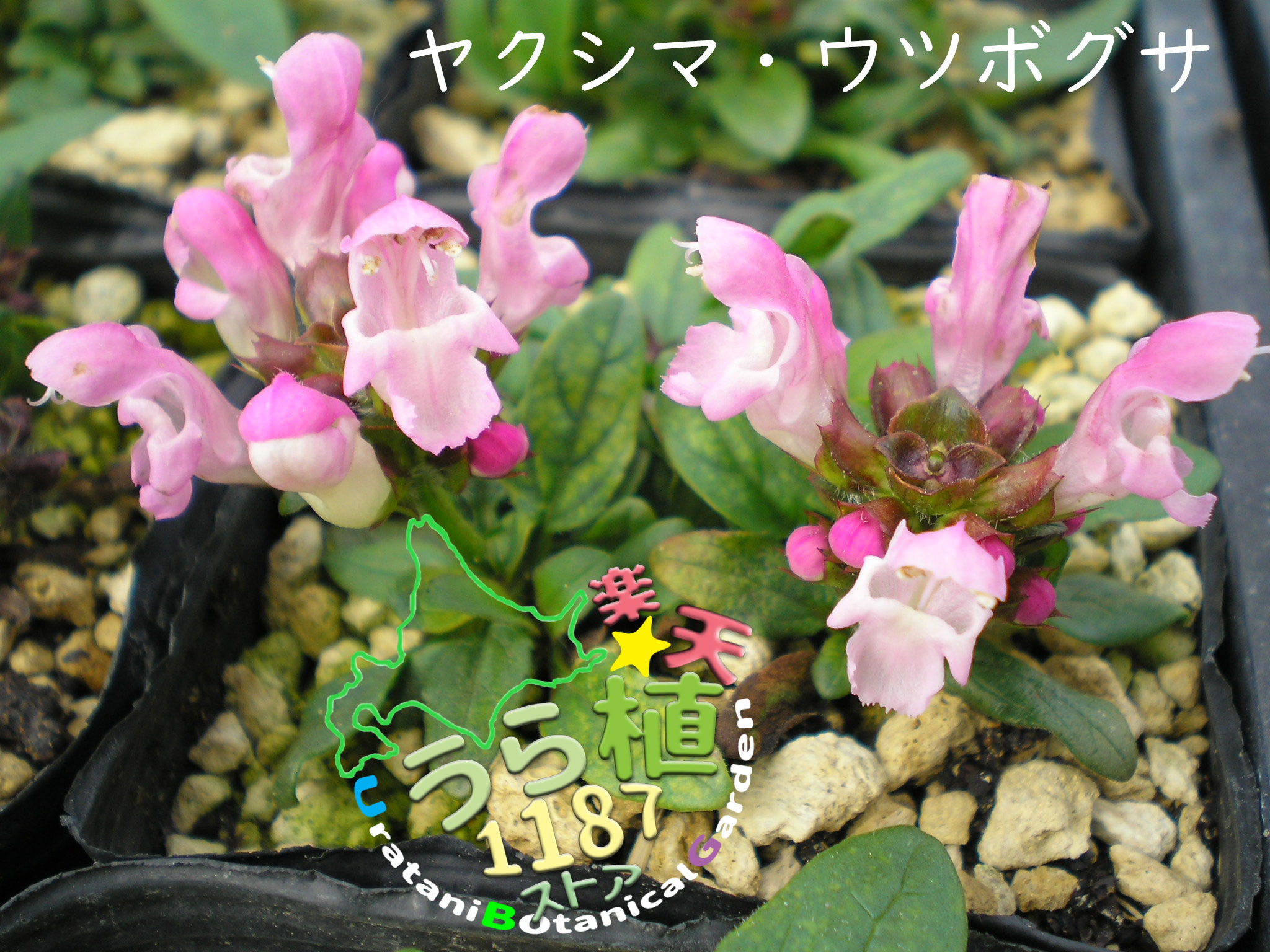 屋久島靭草 ヤクシマ ウツボグサ 科名 シソ科 開花時期6月～ 成長丈 草丈5cm～