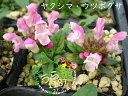屋久島靭草 ヤクシマ ウツボグサ 科名 シソ科 開花時期6月~ 成長丈 草丈5cm~