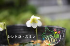 知床菫 シレトコスミレ 科名 スミレ科 開花時期5月～ 成長丈 草丈7cm～ ●花終了