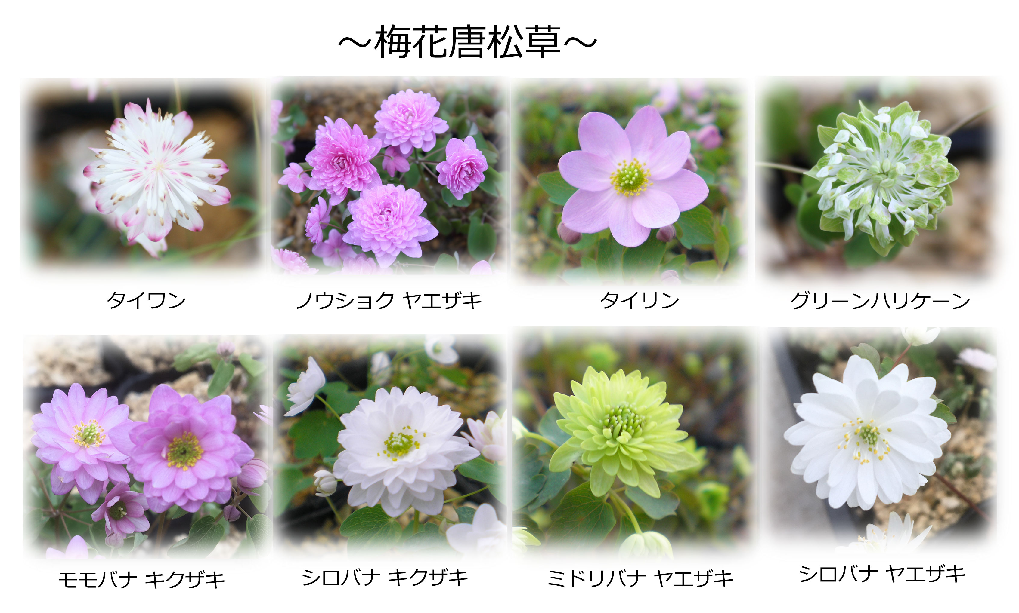 選んで5点 梅花唐松草 科名 キンポウゲ科 開花時期5月～ 成長丈 草丈10cm～