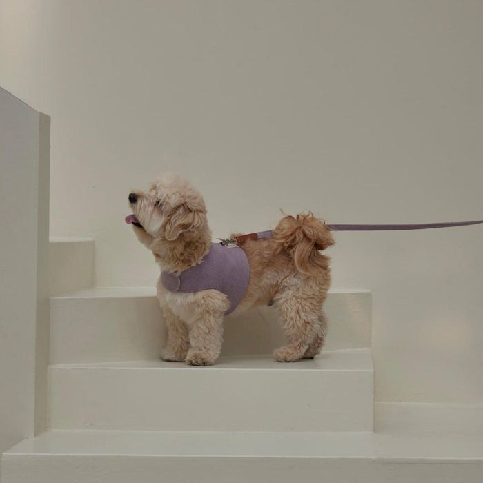 ※予約販売【small stuff】NEW WALK JACKET（Lavender） 韓国 ブランド かわいい おしゃれ プレゼント 小型犬 バッグ ハーネス リード ネームタグ 散歩グッズ NEW お出かけ 丈夫 犬