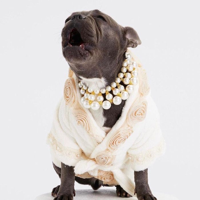 ¨ǼMOSHIQAJuliet Dog Bathrobe ꥫ  ɥåå ɥå     ...
