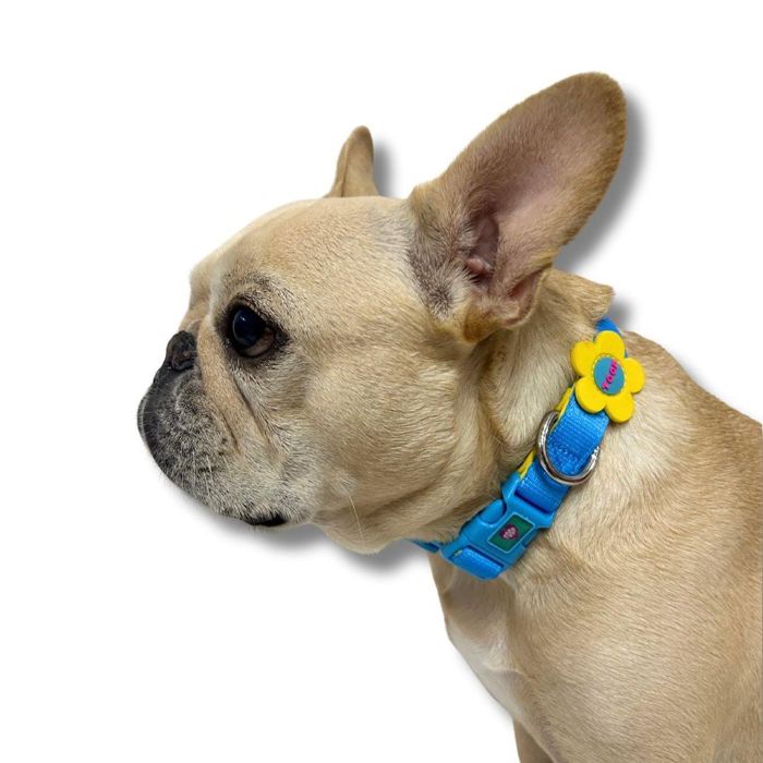 ※予約販売【TOOF】FLOWER LOGO NECK COLLAR（BLUE/YELLOW） 首輪