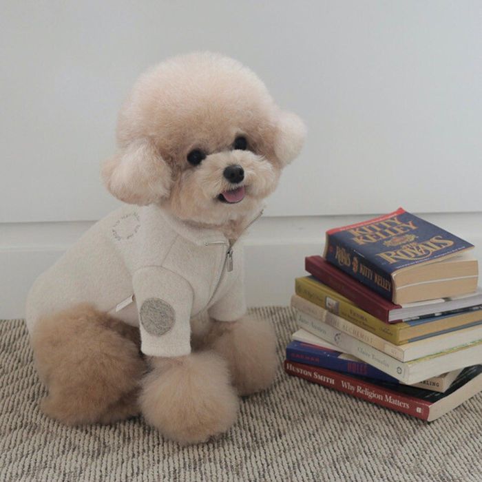※予約販売【near by us】soft zip-up（cream） 韓国 ブランド かわいい おしゃれ プレゼント 小型犬 NEW 秋 冬