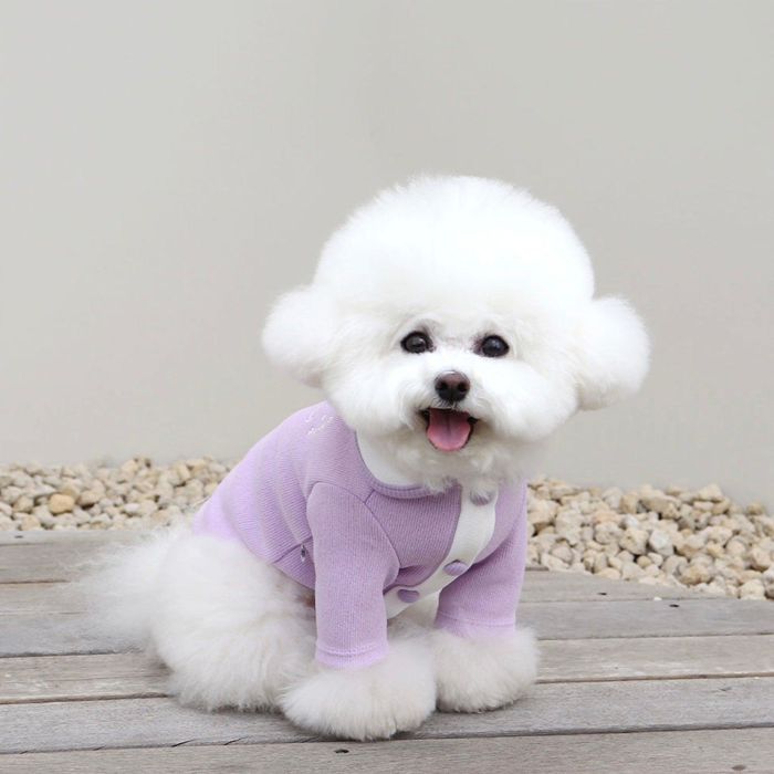 ※予約販売【Chiot】Blooming collar cardigan（VIolet） 韓国 ブランド かわいい おしゃれ プレゼント 小型犬 NEW 春 秋