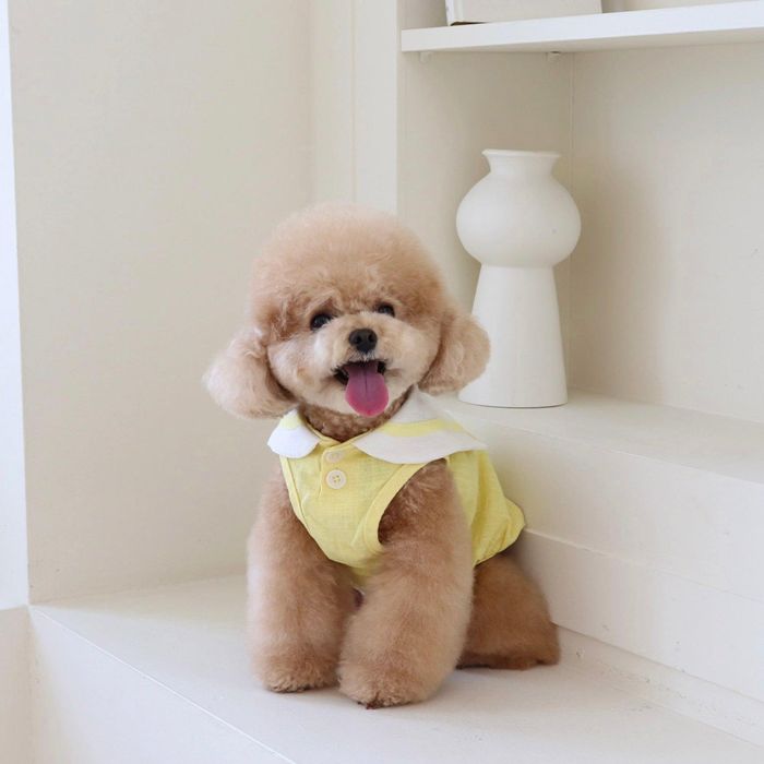 ※予約販売【Chiot】Pastel linen cape top（Yellow） 韓国 ブランド かわいい おしゃれ プレゼント 小型犬 お揃い ケープ NEW 春 夏 秋