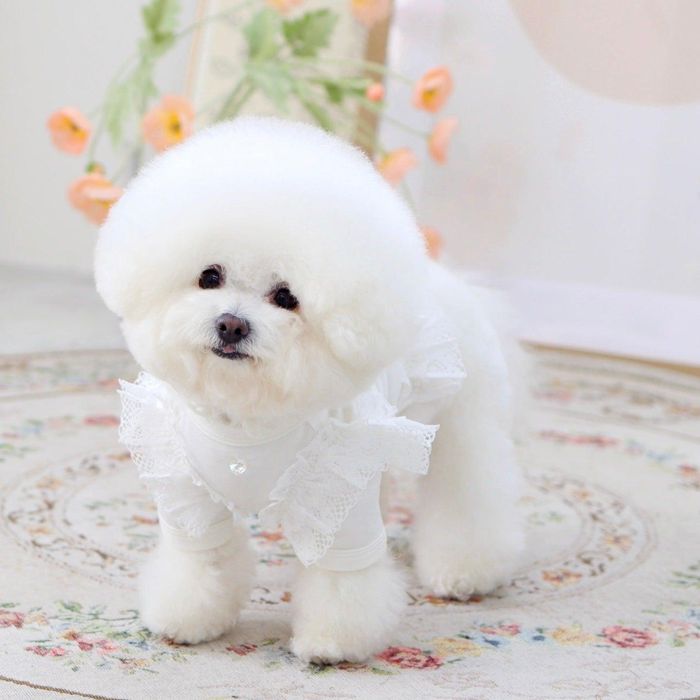 ※予約販売【GET BACK】Get heat crop T-shirt（White） 韓国 ブランド かわいい おしゃれ プレゼント 小型犬 NEW 春 秋 冬