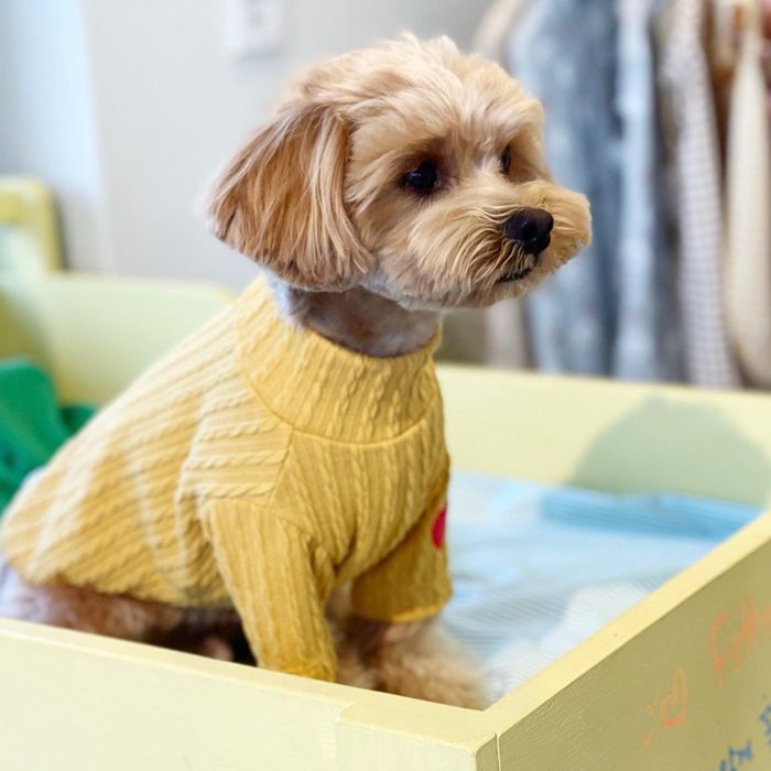 ※予約販売【OOPS! MY DOG】Cable Knit T（Mustard）