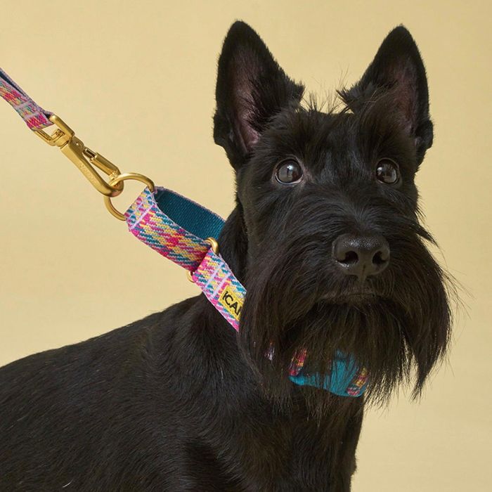 ※予約販売【iCANDOR】MARTINGALE COLLAR BUCKLE（EDINBURGH CHECK） 犬用品 ドッググッズ 首輪 犬の首..