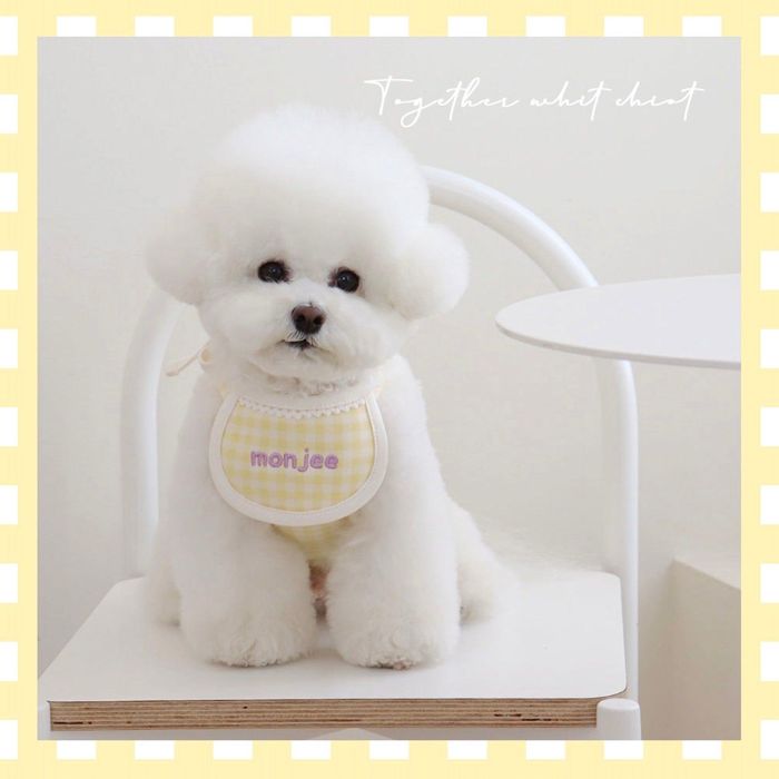 ※予約販売Sheot Together Check Naming Bib（Yellow） 韓国 ブランド かわいい おしゃれ プレゼント 小型犬 ケープ NEW 夏 犬