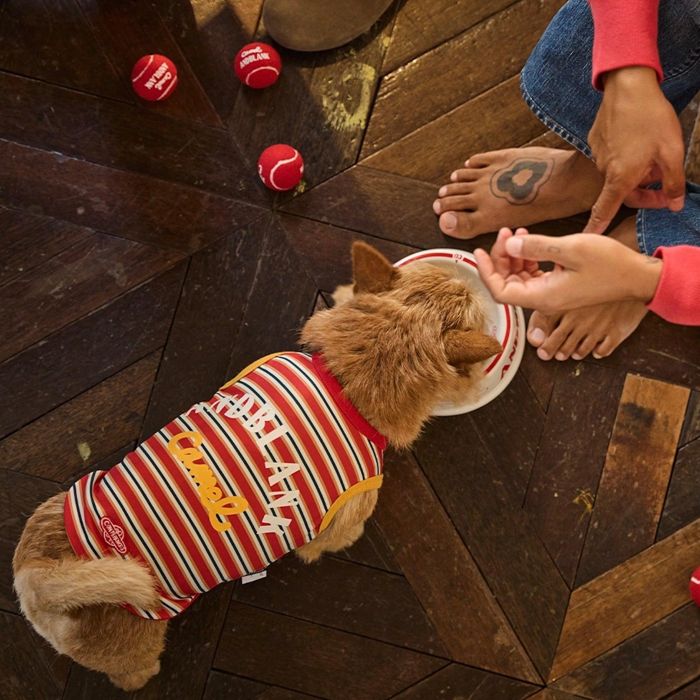 即納【andblank】Andblank x Camel ABC Stripe Sleeveless 犬服 ドッグウェア 犬の服 スリーブレス 犬..