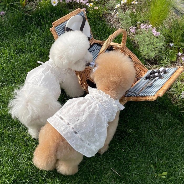 ※予約販売【FREDDIE TALE】Daisy ops 犬服 ドッグウェア 犬の服 小型犬 小型犬服 ワンピース ドレス 韓..