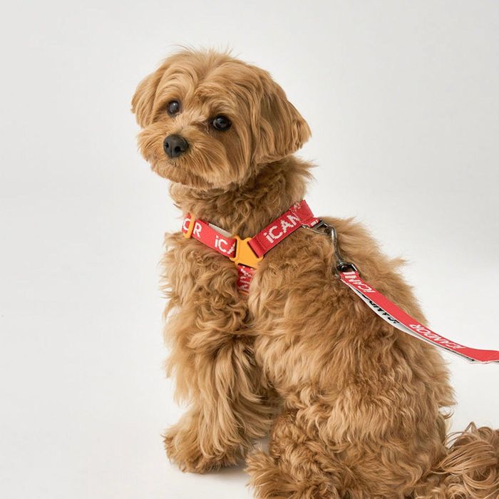 ※予約販売【iCANDOR】No-Pull Harness（SIGNATURE） 犬用品 ドッググッズ ドッグウェア 犬服 犬の服 ハーネス ドッグハーネス 犬ハーネス 犬用ハーネス 韓国 散歩用品