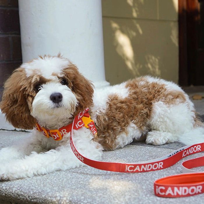 ※予約販売【iCANDOR】GENTLE CONNECTOR（SIGNATURE） 韓国 犬用品 ドッググッズ 首輪 ハーネス リード 犬の首輪 ドッグカラー 犬首輪 犬用首輪 犬のハーネス