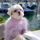 即納【max bone】Christian Cowan x maxbone Jumper（lavender） 韓国 ブランド かわいい おしゃれ プレゼント 小型犬 ドッグウェア NEW 春 夏 秋 冬 犬