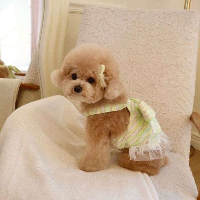 ※予約販売【Hi Yeboo】Twinkle Ribbon Top（Lime） 韓国 ブランド かわいい おしゃれ プレゼント 小型犬 ワンピース ドレス NEW 春 夏 秋 犬