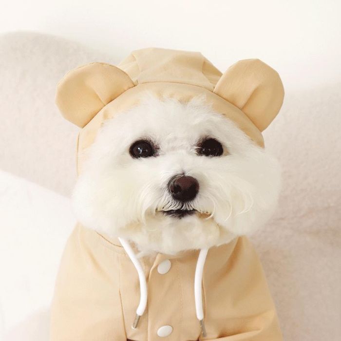 ※予約販売【Chiot】Mini Bear Light Jumper（Butter Beige） 韓国 ブランド かわいい おしゃれ プレゼント 小型犬 NEW 春 秋 軽量 丈夫 便利 雨