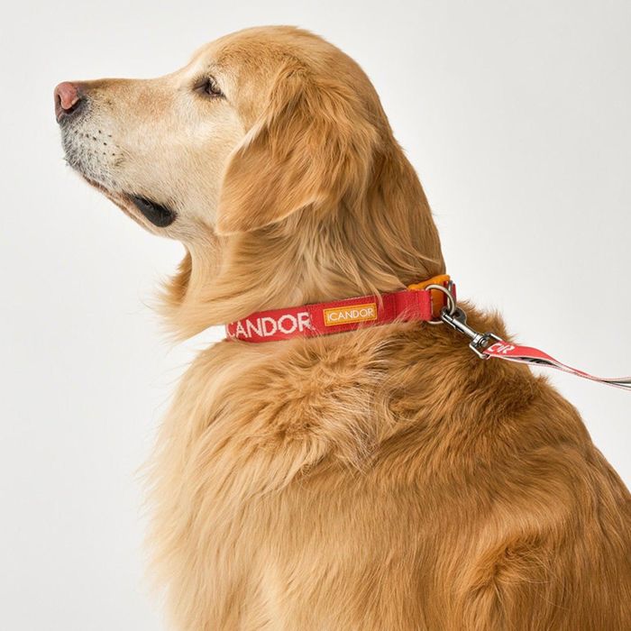 ※予約販売【iCANDOR】Gentle Collar Dual（SIGNATURE）L 犬用品 ドッググッズ 首輪 犬の首輪 ドッグカラー 犬首輪 犬用首輪 韓国 散歩用品 散歩グッズ 犬のハーネス