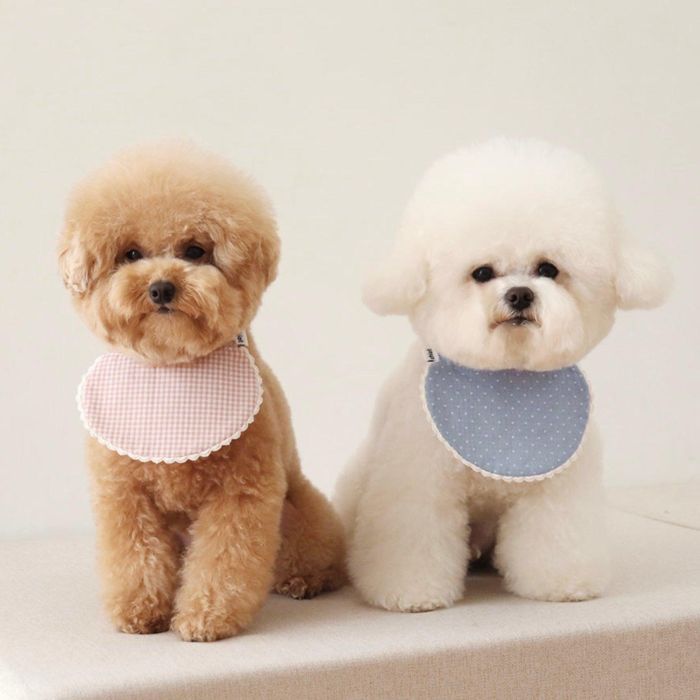 即納【Chiot】mybebe 2way bib 韓国 ブランド かわいい おしゃれ プレゼント 小型犬 ケープ NEW