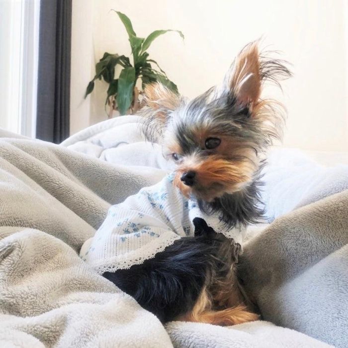 即納【ZOOBICO】ローズモチーフレースタンクトップ 韓国 ブランド かわいい おしゃれ プレゼント 小型犬 NEW 春 夏 犬