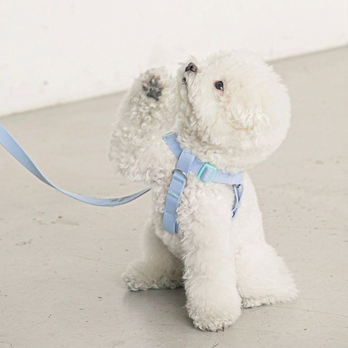 ※予約販売【BITE ME】Candy Crayon Harness 韓国 ブランド かわいい おしゃれ プレゼント 小型犬 ハーネス 散歩グッズ NEW 軽量 丈夫 ペット用品