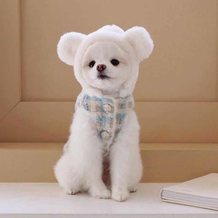 ※予約販売【Hi Yeboo】White Bear（ターコイズ） 韓国 ブランド かわいい おしゃれ プレゼント 小型犬 NEW 秋 冬 犬