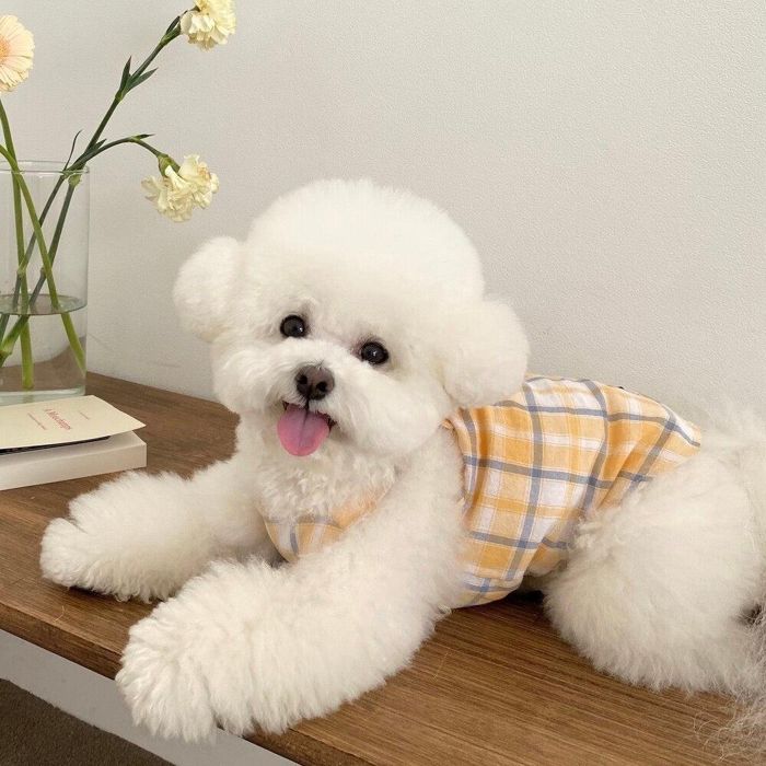 ※予約販売【Bonjour TOU-TOU】My Play tops（Yellow） 韓国 ブランド かわいい おしゃれ プレゼント 小型犬 NEW 春 夏 秋 クッション 犬