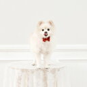 ※予約販売【maison de miu】Solid Ribbon Collar (Red) 韓国 ブランド かわいい おしゃれ プレゼント 小型犬 首輪 タオル...