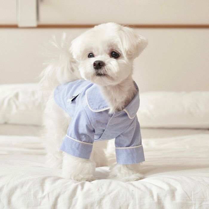 即納【small stuff】『TSVS x small stuff』Cotton sleepwear（light blue） 韓国 ブランド かわいい おしゃれ プレゼント 小型犬 パジャマ NEW 春 夏 秋 冬 犬 雨