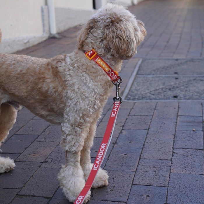 即納【iCANDOR】Gentle Collar Dual（SIGNATURE）S/M 韓国 犬用品 ドッググッズ 首輪 ハーネス リード 散歩用 犬の首輪 ドッグカラー 犬首輪