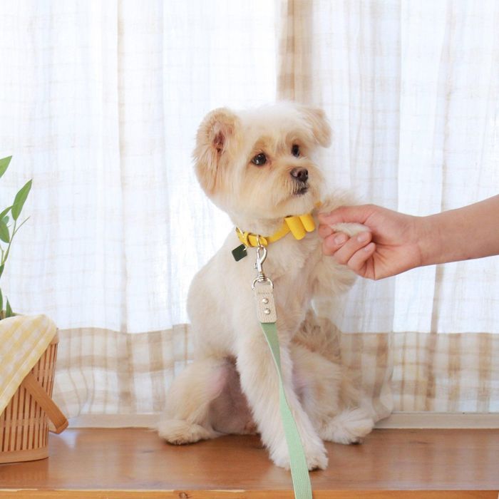 ※予約販売【maison de miu】Soft Ribbon Collar (Yellow) 韓国 ブランド かわいい おしゃれ プレゼント 小型犬 首輪 タオル NEW