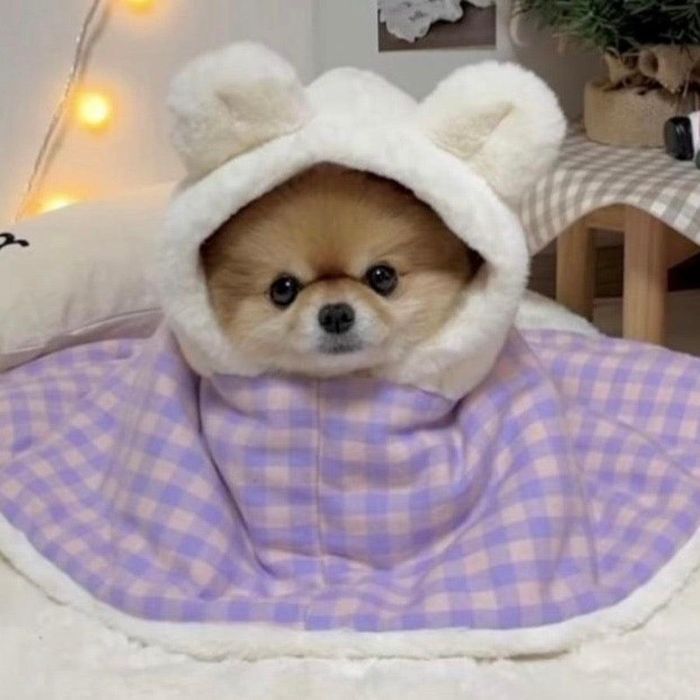 ͽHi YebooBear Hood Blanket CapePurple Pink ڹ ֥ 襤  ...