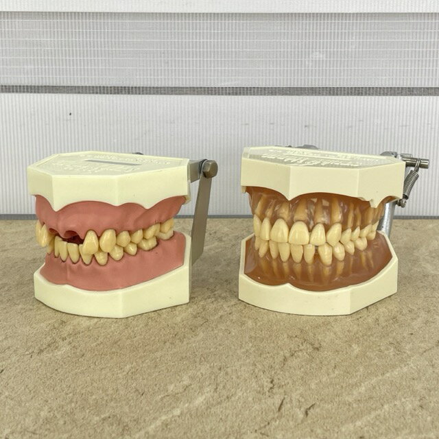 樂天商城 - ★お買い物マラソン期間中限定 ポイント10倍★NATURAL DENTAL STUDY MODEL 歯の模型 2点セット　【中古】 ナチュラル デンタル スタディモデル 歯科教材 歯形 ニッシン /516727